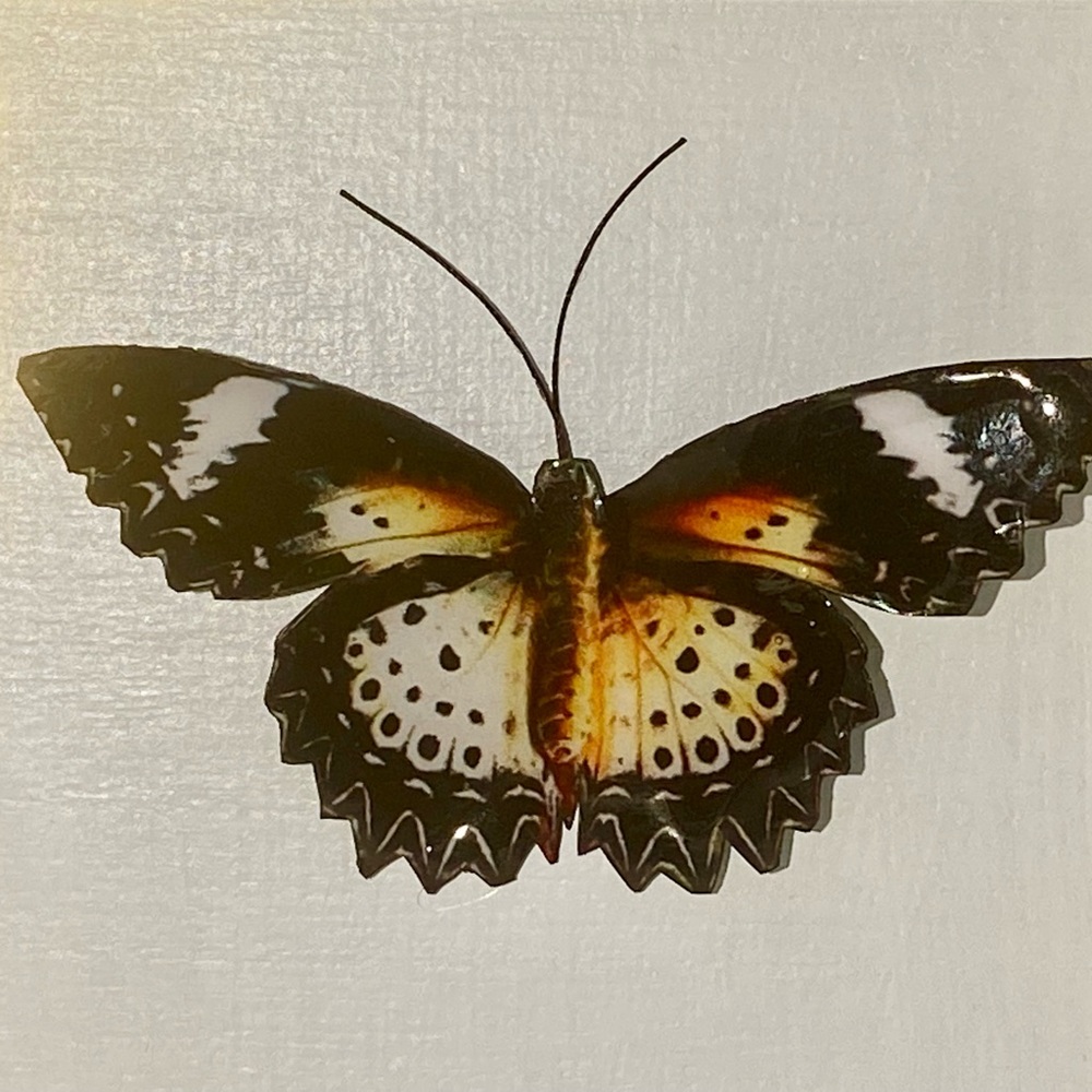 Butterfly Shadow Box - Picture 3 of 4